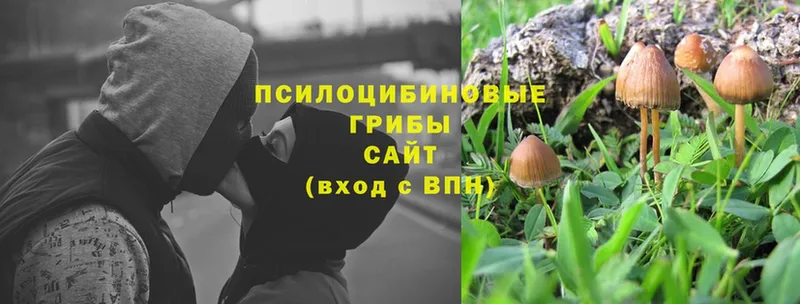 купить наркоту  Валдай  Псилоцибиновые грибы Magic Shrooms 